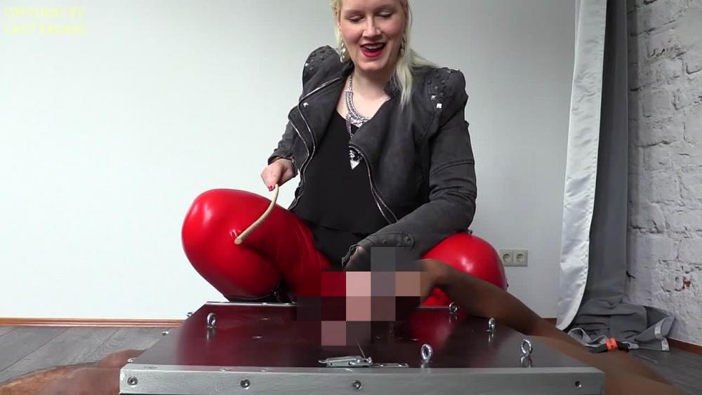 Schwanzerziehung mit dem Rohrstock